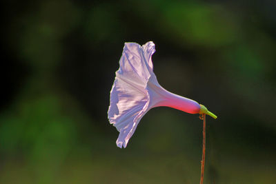 Close-up of white rose flower