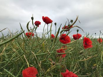 Red poppy flowers blooming on field against sky