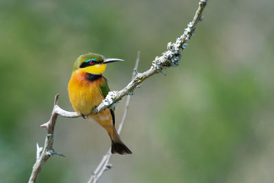 Close-up of bird perching on branch