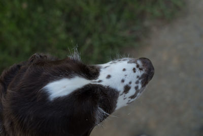 Close-up of dog