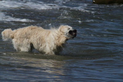 Dog shaking off water while standing on shore
