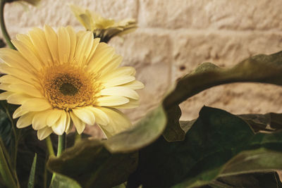 Close-up of yellow flowering plant