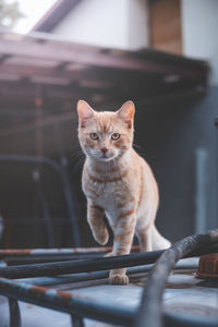 Close-up of cat