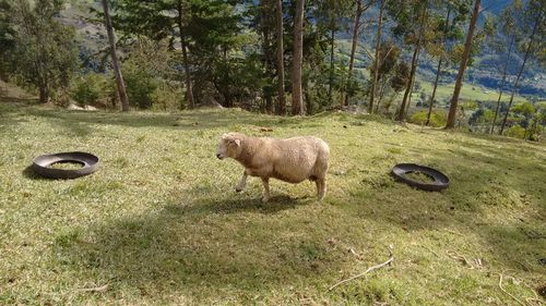 Sheep on field