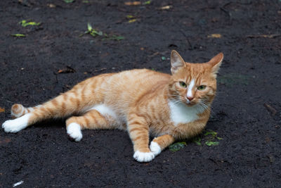 High angle view of cat resting on street