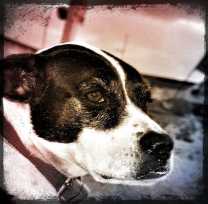 Close-up of a dog