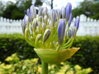 Close-up of purple flower