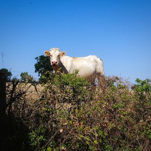 Cow and plants against clear blue sky