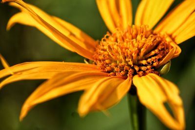 Close-up of yellow flower