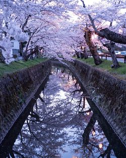 Reflection of trees in water