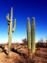 Cactus on wooden post on field against clear blue sky