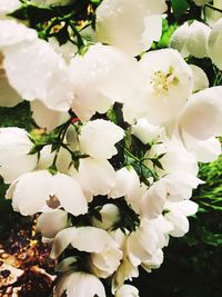 Close-up of white flowers blooming on tree