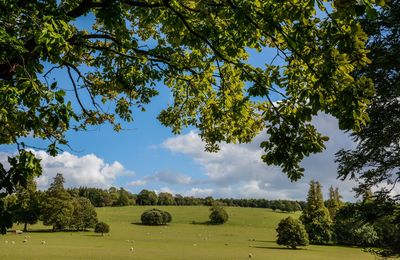 Trees on field against sky