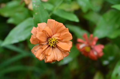 Close-up of orange flowering plant