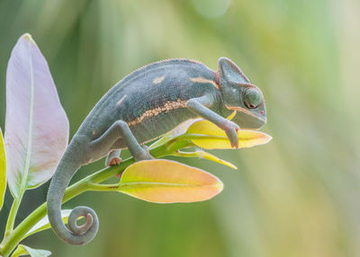 Close-up of lizard
