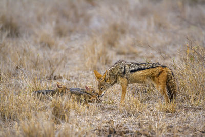 Jackals standing on land