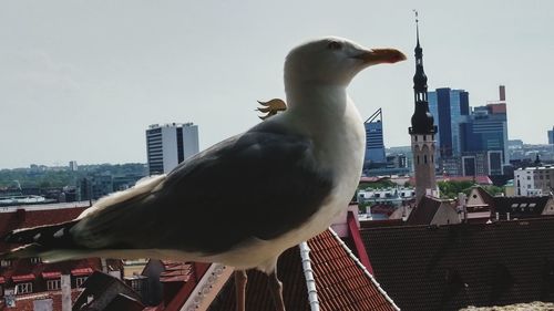 Skyscrapers in city