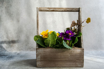 Close-up of potted plant on table