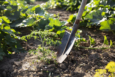Digging the earth with a spade at countryside. caring for garden herbts. garden tools.