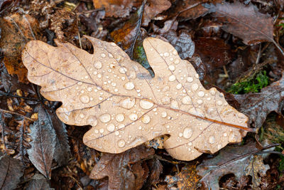 Close-up of raindrops on dry leaves