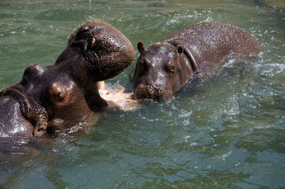 High angle view of hippopotamus swimming in lake