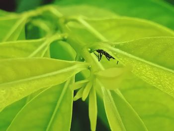 Close-up of insect on leaf