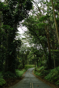 Empty road amidst trees in forest