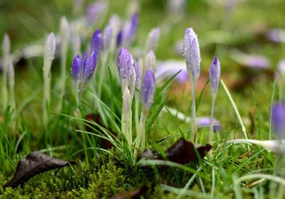 Close-up of purple crocus flowers on field