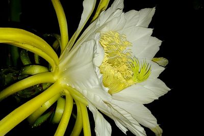 Close-up of white flower against black background