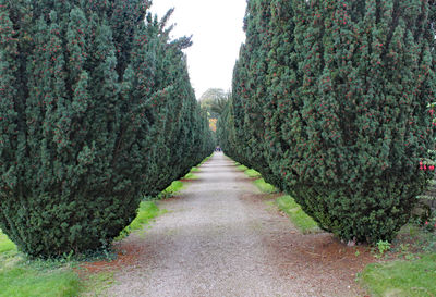 Footpath amidst plants and trees against sky