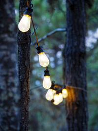 Low angle view of light bulb hanging on tree