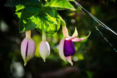 Close-up of purple flowers blooming outdoors