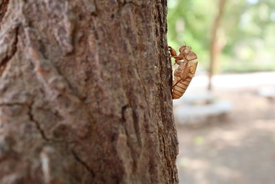 Close-up of butterfly on tree trunk