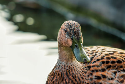 Close-up of a female duck looking at you.