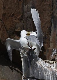 Seagull flying over a rock