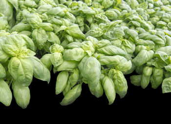 Full frame shot of fresh green leaves