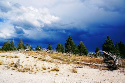 Trees on landscape against sky