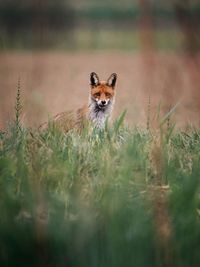 Portrait of an animal on land