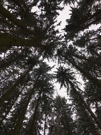 Low angle view of tree in forest