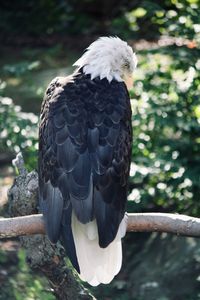 The great, bald eagle