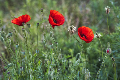 Close-up of red poppy flowers on field