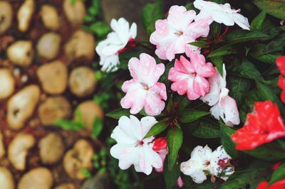 Close-up of flowers