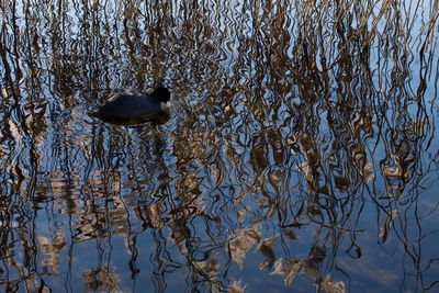 Swan swimming on lake