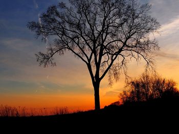 Silhouette of bare tree at sunset