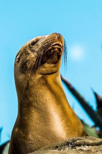 Low angle view of sea lion against clear sky