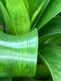 Close-up of green leaf