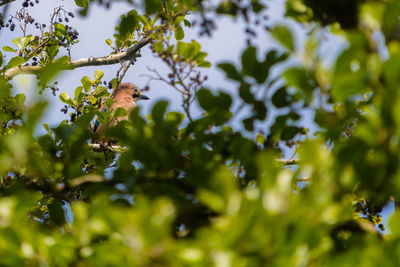 Low angle view of a bird in a tree eurasian jay 
