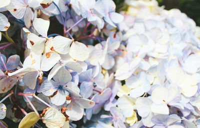 Close-up of white flowering plant