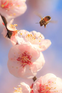 Close-up of bee pollinating flower