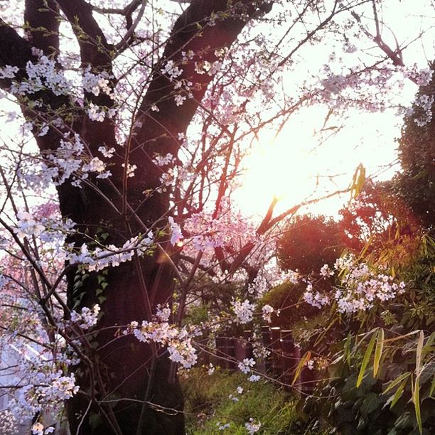 LOW ANGLE VIEW OF FLOWERS ON TREE